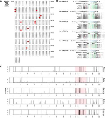 Conserved 3′ UTR of Severe Acute Respiratory Syndrome Coronavirus 2: Potential Therapeutic Targets